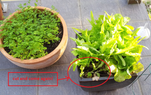 cacti and lettuce 2