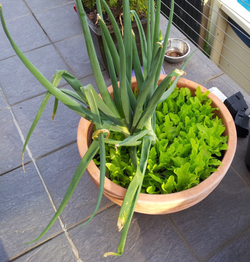 cacti and lettuce 3