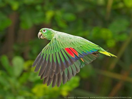 Amazon Parrot: 
