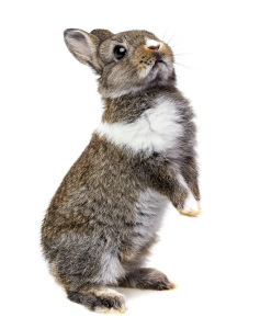 little baby rabbit