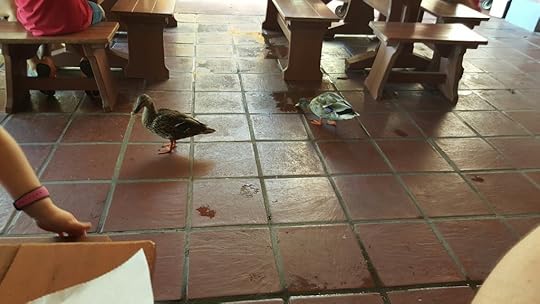 slightly obese mallard ducks