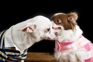 dog-whisperers