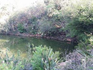 12042808_10153341730058411_6624233270304145051_n