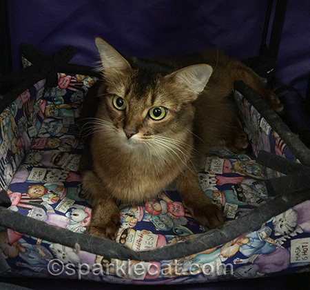 somali cat, cat show, sturdi car-go, show cat