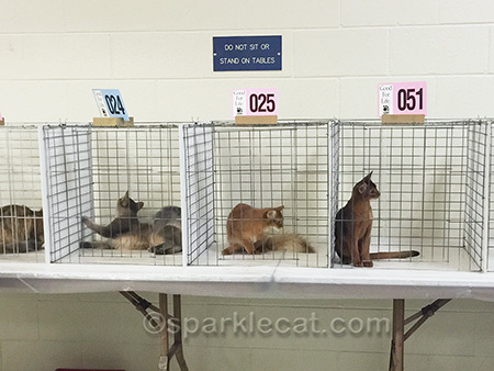 blue Somali kitten, red Somali kitten, ruddy Abyssinian kitten, cat show, show kittens, kittens being judged