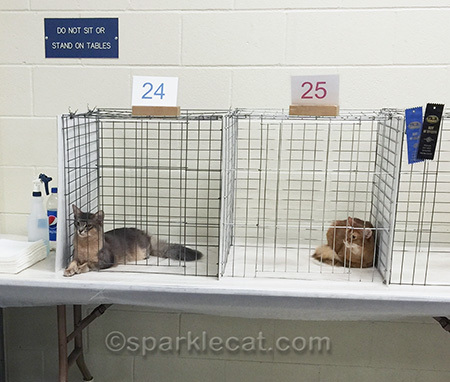 blue somali male kitten, red somali female kitten, somali kittens in judging ring