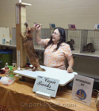 red somali female kitten being judged