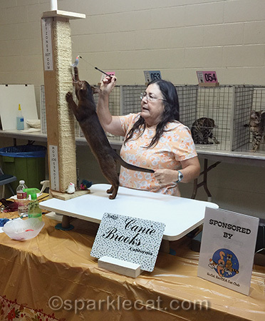 Ruddy Abyssinian kitten being judged