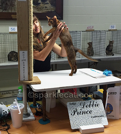 Ruddy Abyssinian kitten being judged