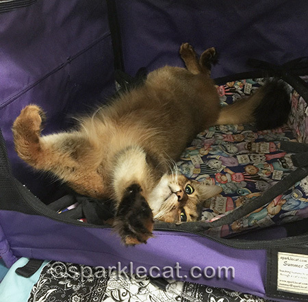 Ruddy Somali cat, cat relaxing, cat show, cat on her back