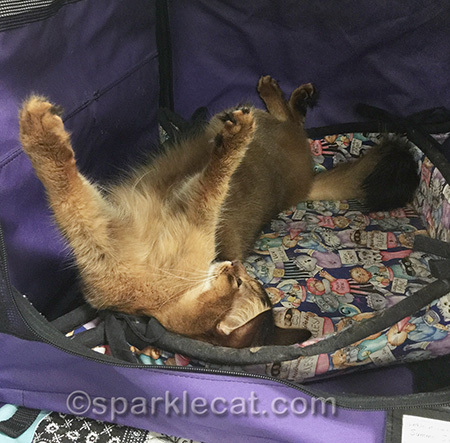 Somali cat, cat doing yoga, cat stretching, cat show