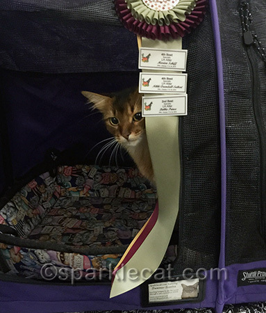 cat show, Somali cat with ribbon