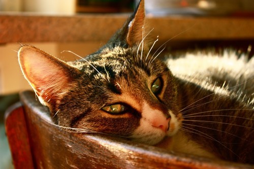 oral-cancer-in-cats