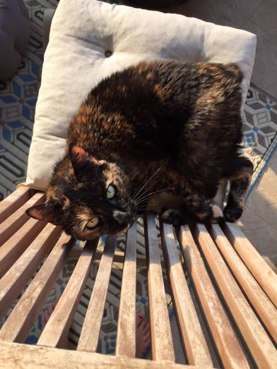 12141572_10156094505410627_3881550254221846844_n