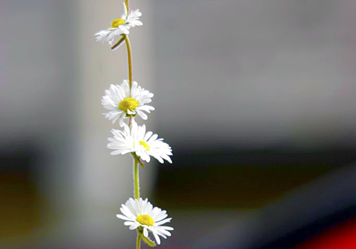 Chain of Daisies