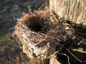 bird nest