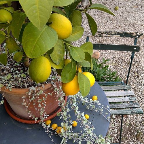 Lemons-and-guava