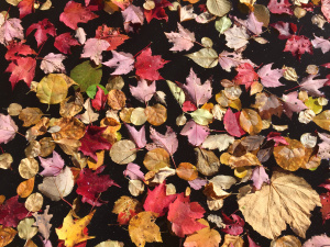 oct18leaves onmhcpond