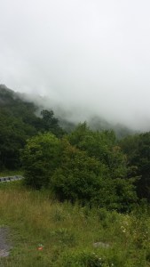 Roan3
