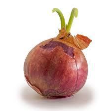 onion