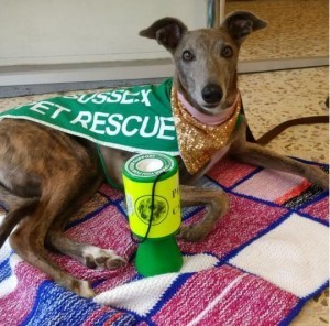 Doris in a chacharocks bandana, demonstrating how to wear glitter with style and poise 