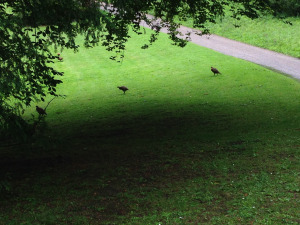 Pheasants