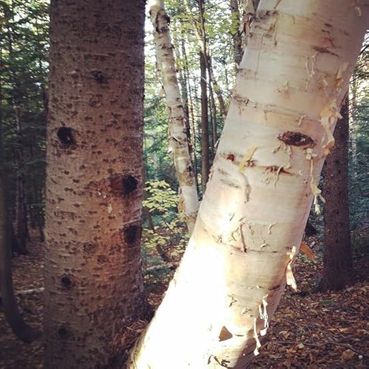 See me #forest #oak