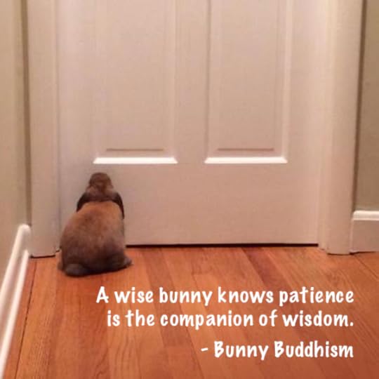 Fritzi the bunny, Photo courtesy of Carly S.
