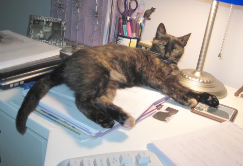 cat-desk