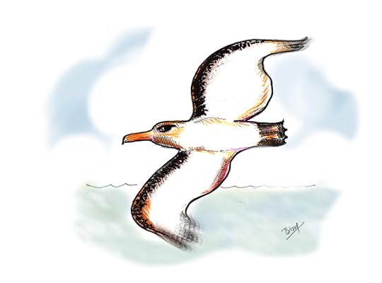 Albatross