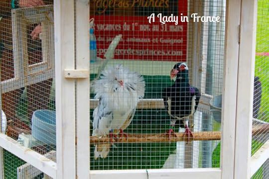 French inspired garden ideas