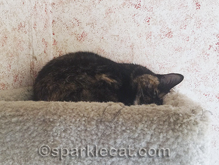 tortoiseshell cat, sleeping tortoiseshell cat, cat tree
