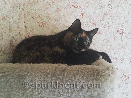 tortoiseshell cat, tortoiseshell cat waking up, tortie, tortie in cat tree