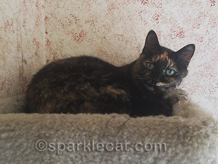 tortoiseshell cat, tortoiseshell cat in cat tree