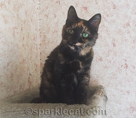 tortoiseshell cat, tortoiseshell cat in cat tree, tortoiseshell cat green eyes, green cat eyes