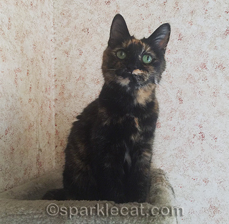 tortoiseshell cat, tortoiseshell cat in cat tree, green cat eyes