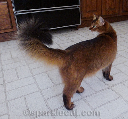 Somali cat, fluffy tail, ruddy somali cat