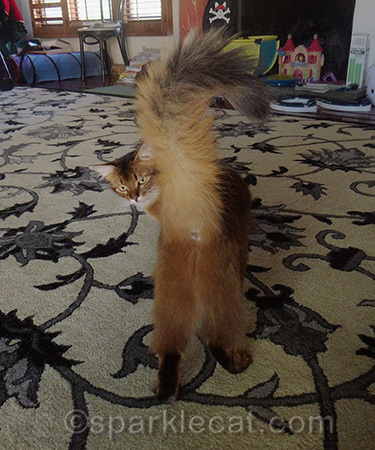 Somali cat, Somali cat butt, Somali cat tail