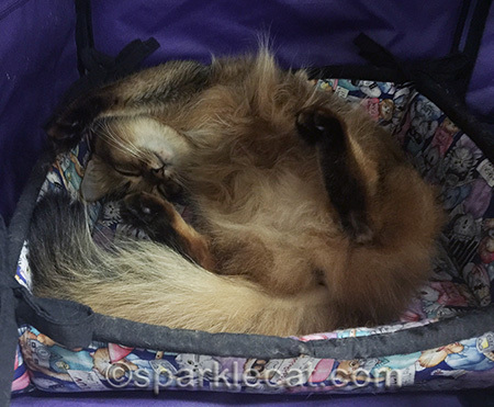 Somali cat, cat show, kitty belly, kitty tummy
