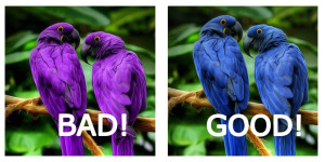 Hyacinth Macaws Bad Photoshop