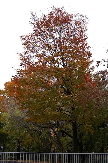 Tree Project - image 50