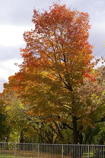 Tree Project - image 48