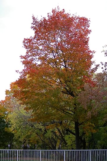 Tree Project - image 47