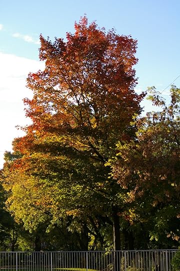 Tree Project - image 43