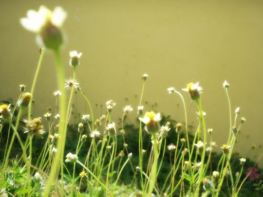 Tropical Springtime Wildflowers