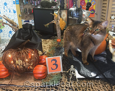 cat, cat on harness, Halloween, Halloween display, Halloween decorations, cat halloween