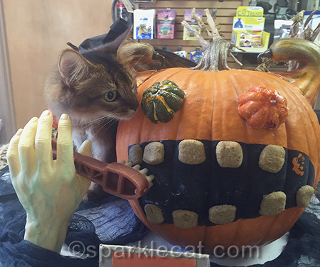 Can kitties eat gourds?