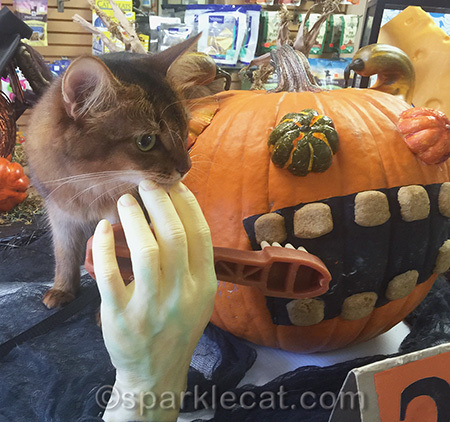 Halloween display, cat, Somali cat, dental devil
