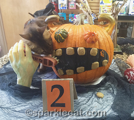 somali cat, Halloween, Halloween cat, Halloween display