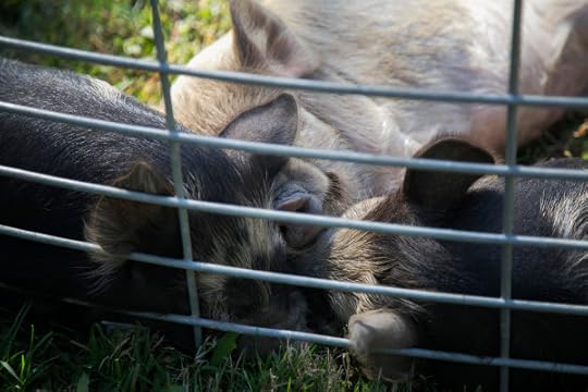 three little pigs